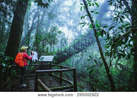 Asian Women Travel Nature. Take A Picture Nature Study In The Jungle At Chiangmai In Thailand.