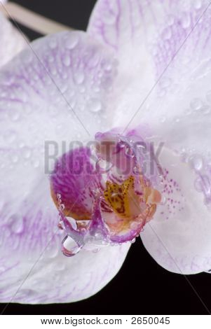 Nasse Orchid
