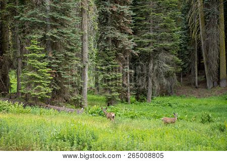 Deer In A Meadow In Sequoia National Park, California