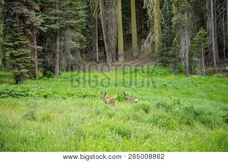 Deer In A Meadow In Sequoia National Park, California