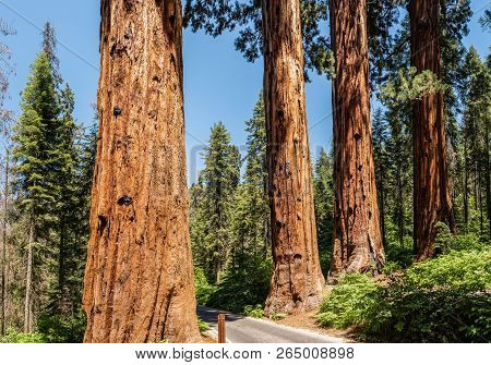 The Four Guardsmen In Sequoia National Park, California