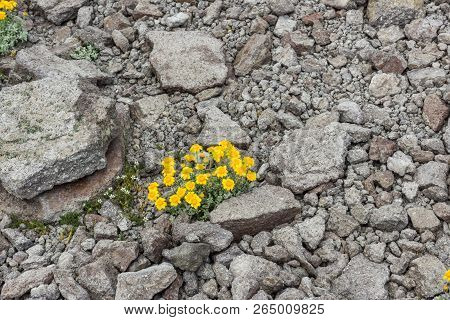 Yellow Flowers, Ground-clinging Vegetaion, In The Alipine Zone On Mammoth Mountain, California