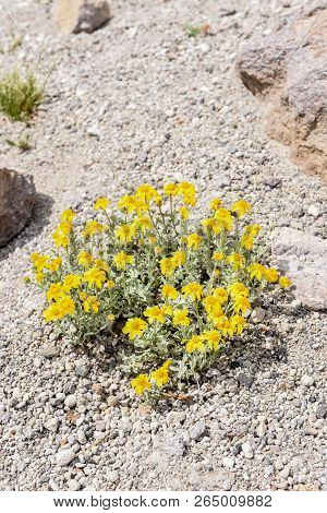 Yellow Flowers , Ground-clinging Vegetaion, In The Alipine Zone On Mammoth Mountain, California