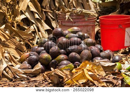 Pile of African Avocados storing close to bucket of bananas to create ethylene gas, fruit ripening gas.