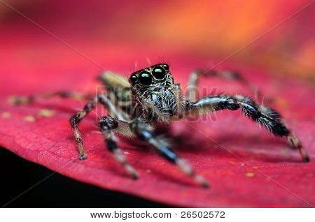 Jumper på lyserøde blad