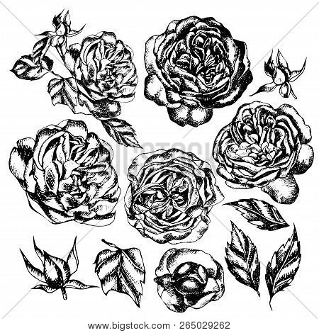 Beautiful Graphic Set With Flowers Rose And Leaves. Illustration