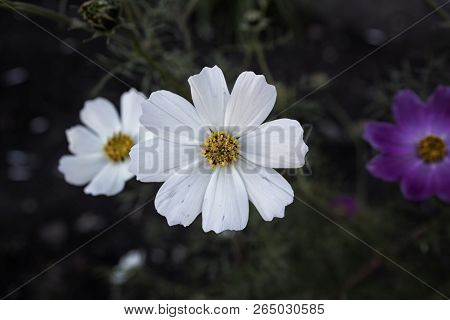 Сosmos Flower. Garden Flowers. White Flowers. Flower Background.