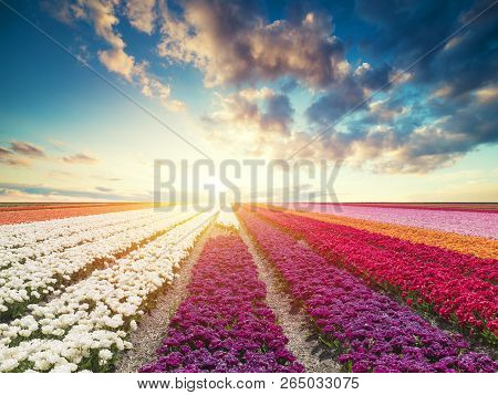 Traditional Netherlands Holland Dutch Scenery With One Typical Windmill And Tulips, Netherlands Coun