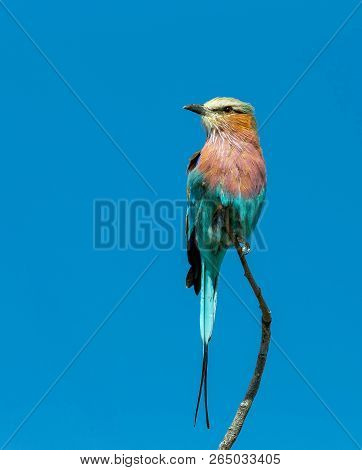 Beautiful Colored Bird Lilac-brested Roller, Coracias Caudata, Etosha National Park, Namibia Safari 