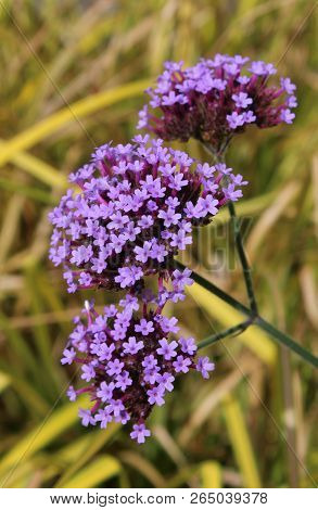 The Lovely Bright Purple Flowers Of Verbena Bonariensis Also Known As Purpletop Vervain Or Tall Verb