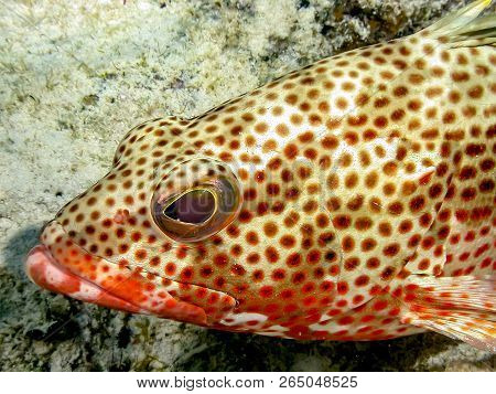 Red Hind, Epinephelus Guttatus, Also Known As The Koon Or Lucky Grouper