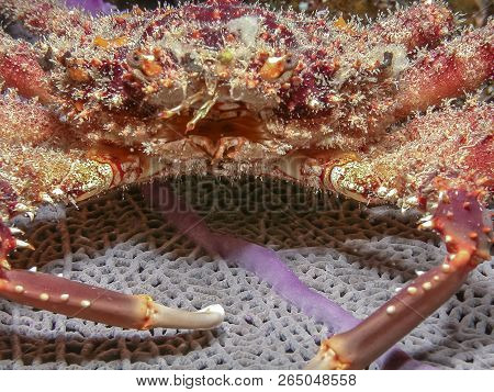 Mithrax Spinosissimus, Cannel Cliinging Crab At Night On Coral Reef