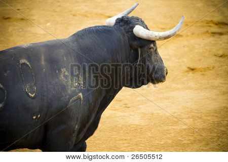 Fighting Bull-Bild aus Spanien. Corrida de Toros