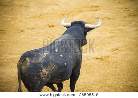 Bekämpfung der Stier Bild aus Spanien. Corrida de toros