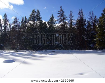 Snowy skov