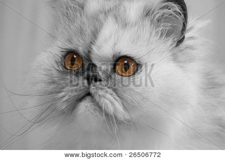 예쁜 페르시아 고양이