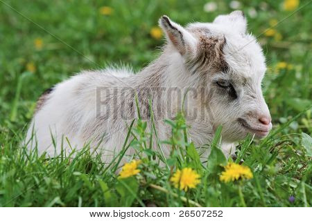 Goatling