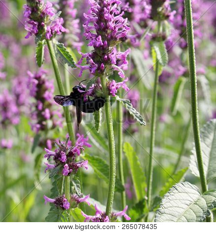 Closeup Of Carpenter Bee , Xylocopa Violacea, On The Purple Betony Flower, Betonica Officinalis, Med