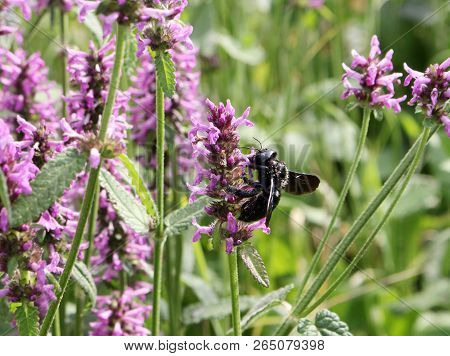 Closeup Of Carpenter Bee , Xylocopa Violacea, On The Purple Betony Flower, Betonica Officinalis, Med