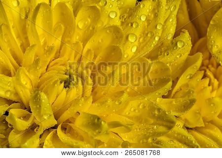A Close View Of A Beautiful Yellow Chrysanthemum Flower With Water Drops.