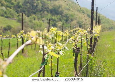 Sangiovese Crops Technique Between Tuscany And Umbria Hills