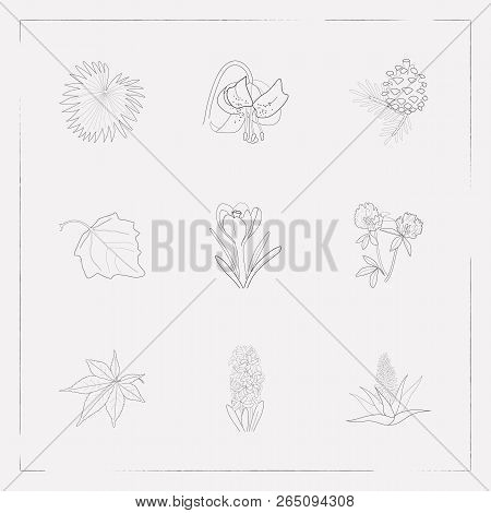 Set Of Nature Icons Line Style Symbols With Fir Tree Cone, Poplar Leaf, Aloe Vera And Other Icons Fo