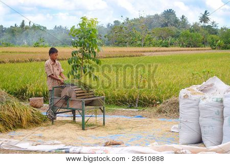 rice harvest