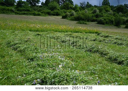 Tradition Scythe Mowed Grass In The Meadow In The Village