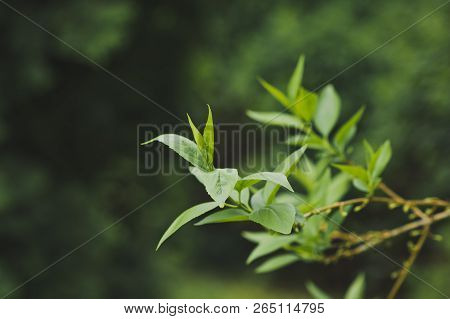 Green Leaves Bloom On A Branch High Resolution Photo.