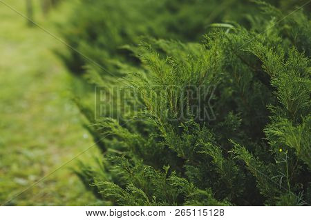 Thuja Korean Undersized Thickets High Resolution Photo.