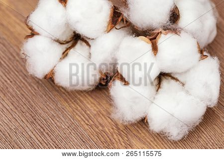 Spa Concept. Fluffy Cotton Flowers On Natural Rustic Wooden Background. Natural Fon With Copy Space.