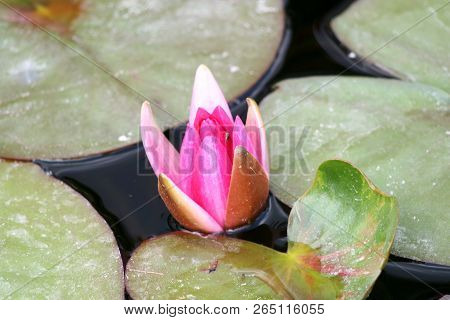 Water Lily, A Family Of Flowering Freshwater Plants