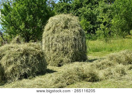 Storing Of Hay On The Meadow Traditionally With Forks And Rakes