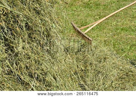Storing Of Hay On The Meadow Traditionally With Forks And Rakes