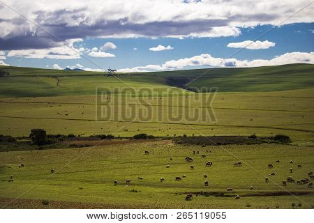 Sheep Grazing In Majestic Green Fields In Caledon, Western Cape, South Africa.