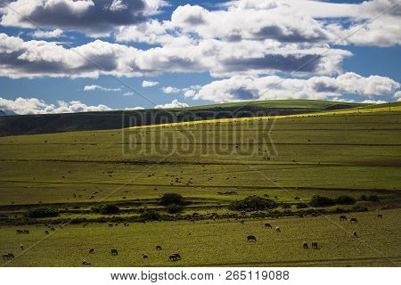Sheep Grazing In Majestic Green Fields In Caledon, Western Cape, South Africa.