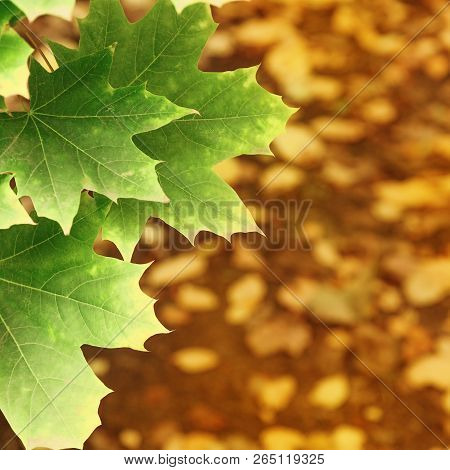 Background With Autumn Yellow And Green Leaves Maple. Natural Autumn Backdrop With Copy Space For Yo