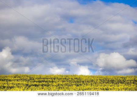 Canola Flower Field On A Farm In Caledon, Western Cape, South Africa.