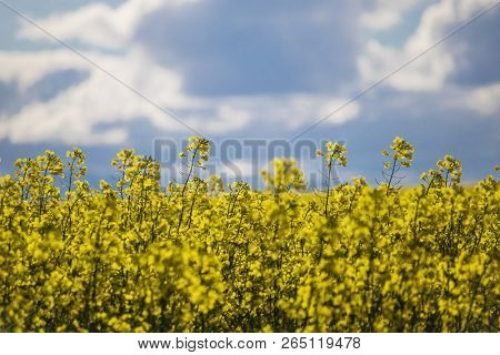 Close Up Of Canola Flowers On A Farm In Caledon, Western Cape, South Africa.