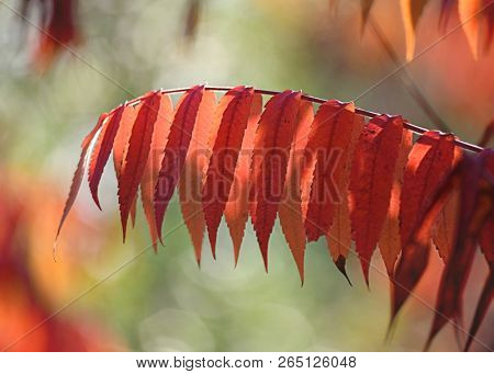 Autumn colors leaves of Rhus typhina. Red leaves on the branches of sumac. Natural sunlight and the natural texture pattern in nature setting.