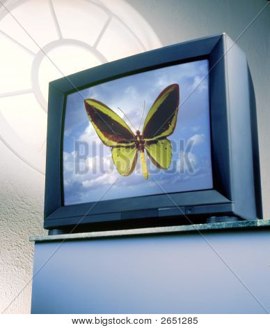 Pillangó Tv
