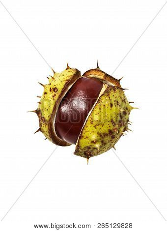 One Horse Chestnut Fruit , Close-up, On A White Background.