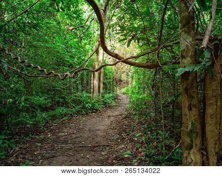 Forest Walkway To The Top Of The Khao Luang Mountain In Ramkhamhaeng National Park,sukhothai Provinc