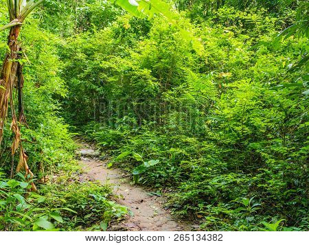 Forest Walkway To The Top Of The Khao Luang Mountain In Ramkhamhaeng National Park,sukhothai Provinc