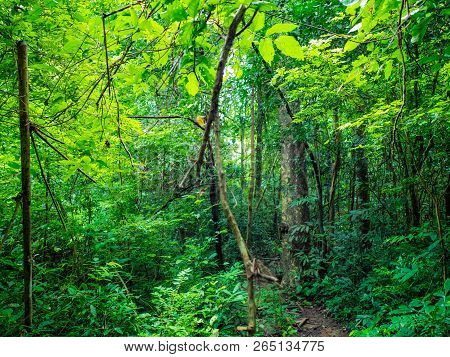 Forest Walkway To The Top Of The Khao Luang Mountain In Ramkhamhaeng National Park,sukhothai Provinc