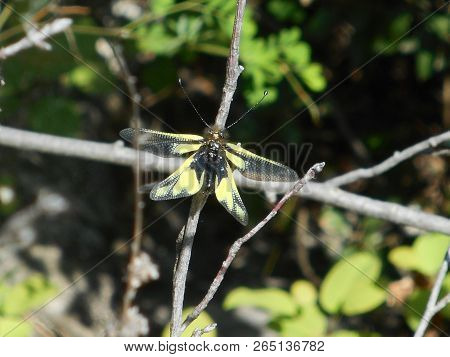 Owlflies Butterfly Black Yellow In The Mountains Of Italy