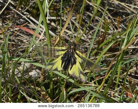 Owlflies Butterfly Black Yellow In The Mountains Of Italy