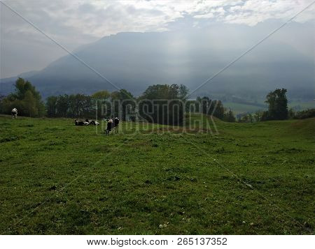 Idyllic View Over A Meadow With Cows In Hinderschloss, Liechtenstein
