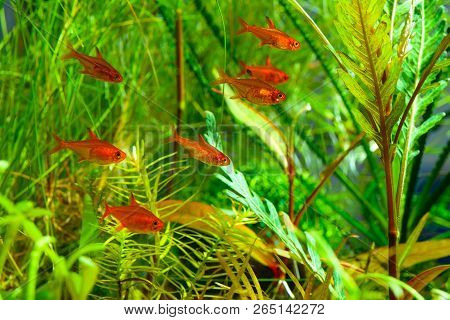 Group Of Ember Tetras Or Hyphessobrycon Amandae In Planted Tropical Fresh Water Aquarium