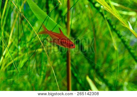 Small Beauty Ember Tetra Or Hyphessobrycon Amandae In Planted Tropical Fresh Water Aquarium